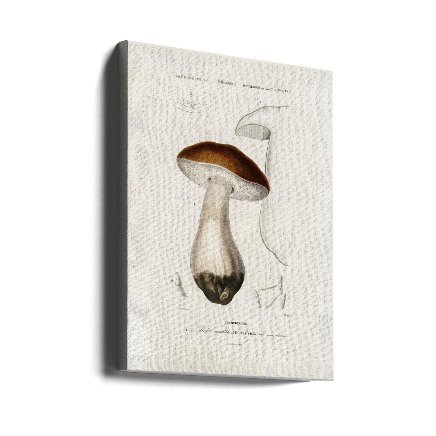 Penny Bun (boletus Edulis) | Canvas