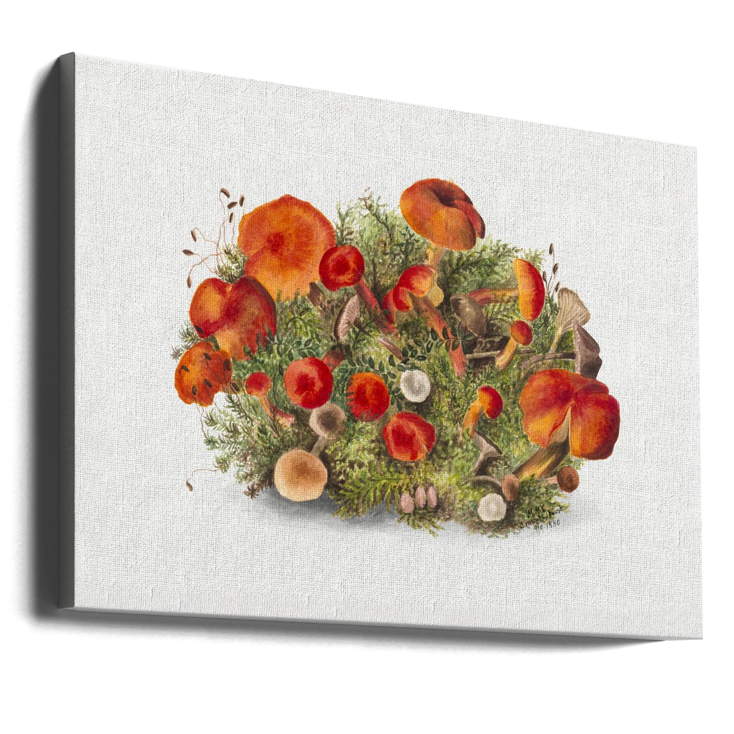 Studium grzybów (1880) Poziomo | Wydruki na łótnie