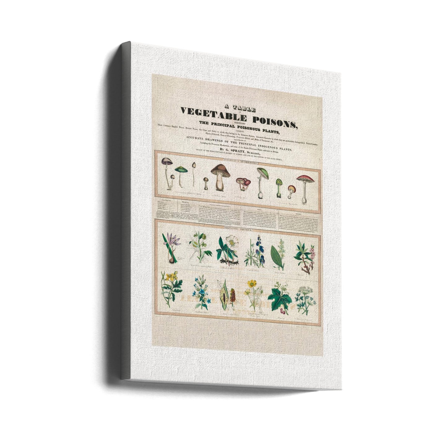 Myrkylliset sienet Ärsyttävät myrkyt | Canvastaulut