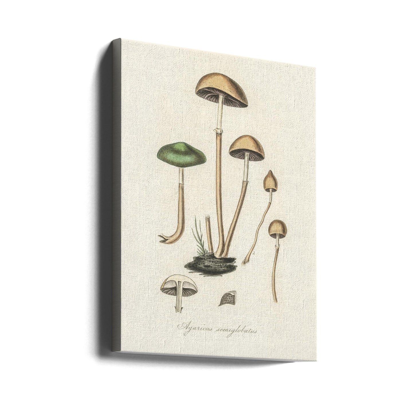 Agaricus Semiglobatus | Canvas