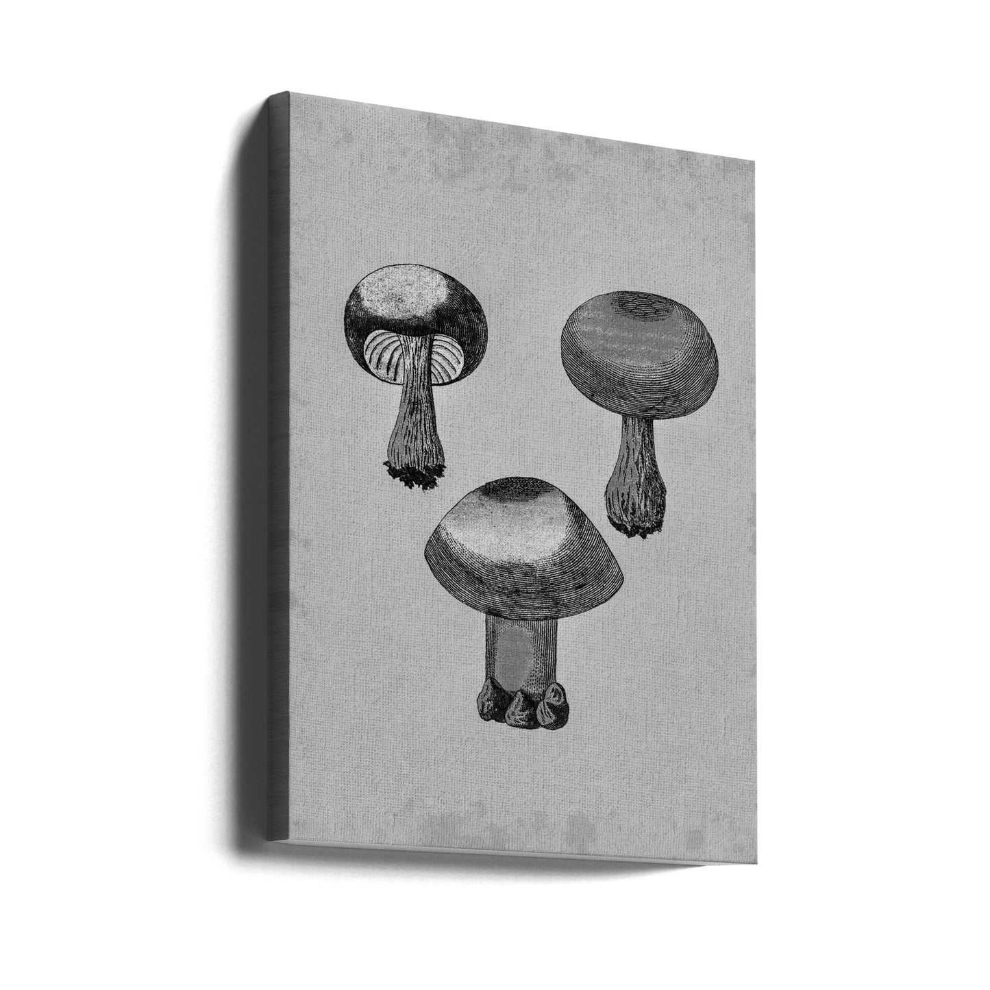 Violet Webcap Mushroom | Canvas