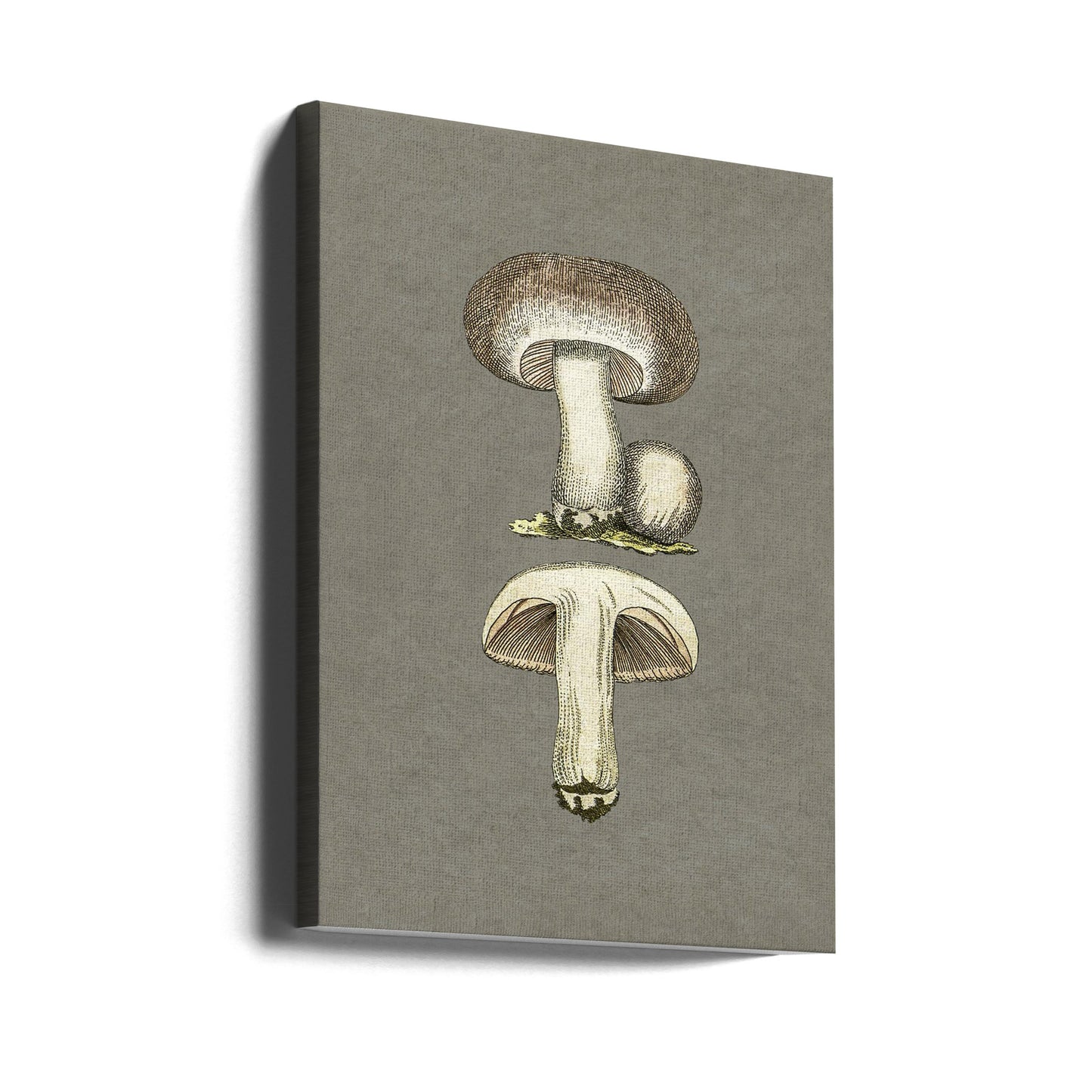 Field Mushroom | Canvas