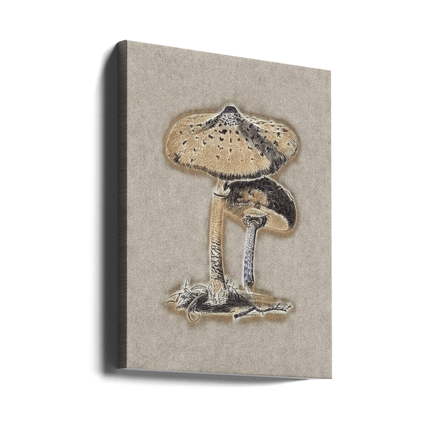 Hand Drawn Parasol Mushroom Brown | Canvas