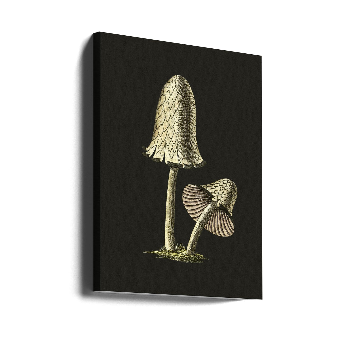 Hongo comestible con tapa de tinta vintage, fondo negro | Impresiones en Lienzo