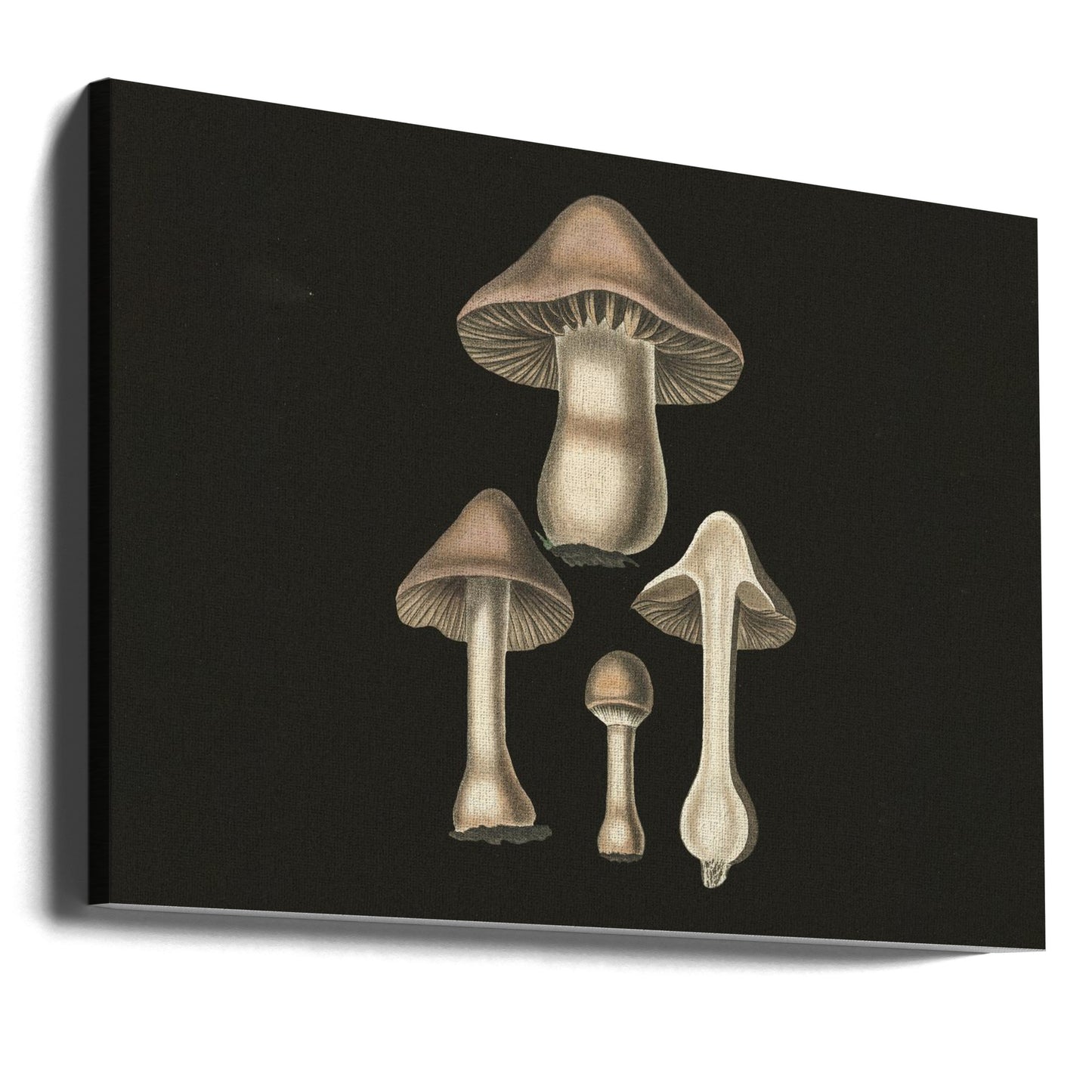 Agaricus Bulbosus Dark Background | Canvas