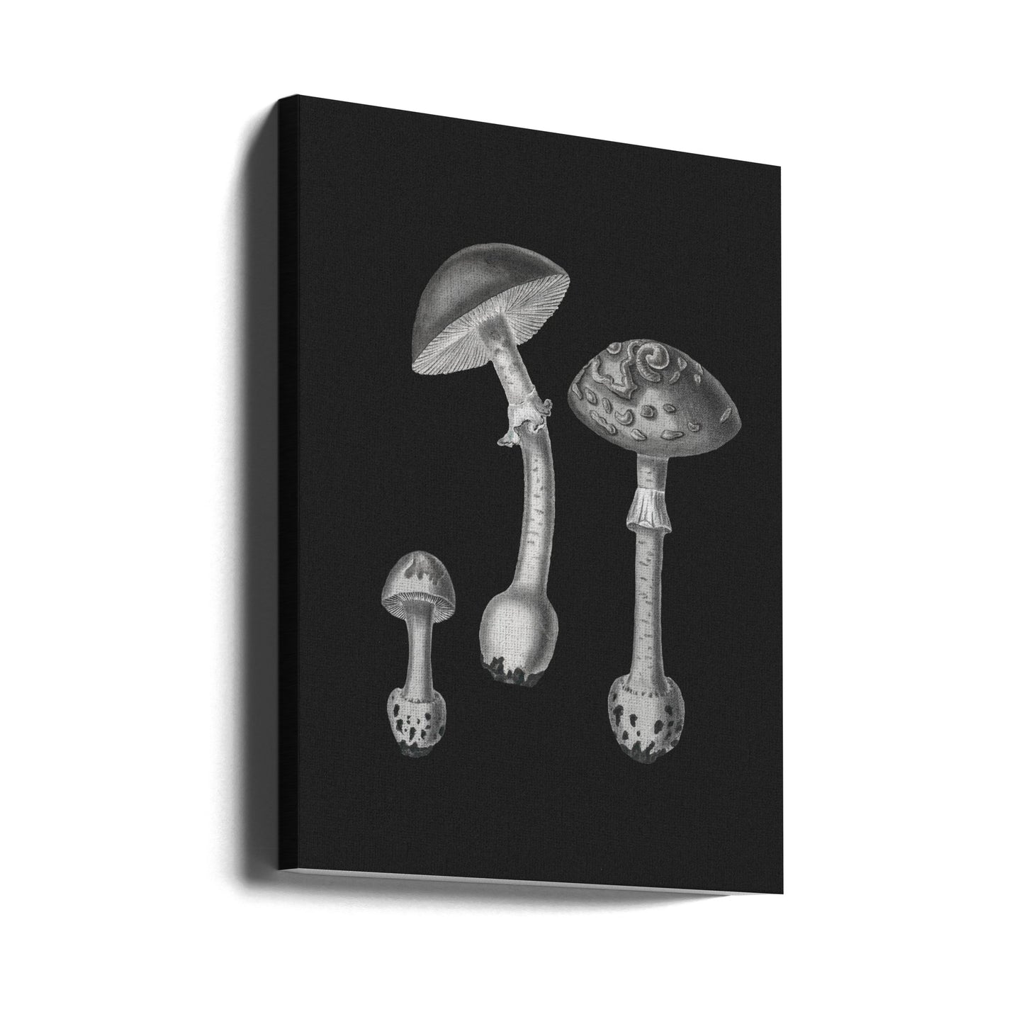 Amanita Muscaria Black Backgound BW | Canvas