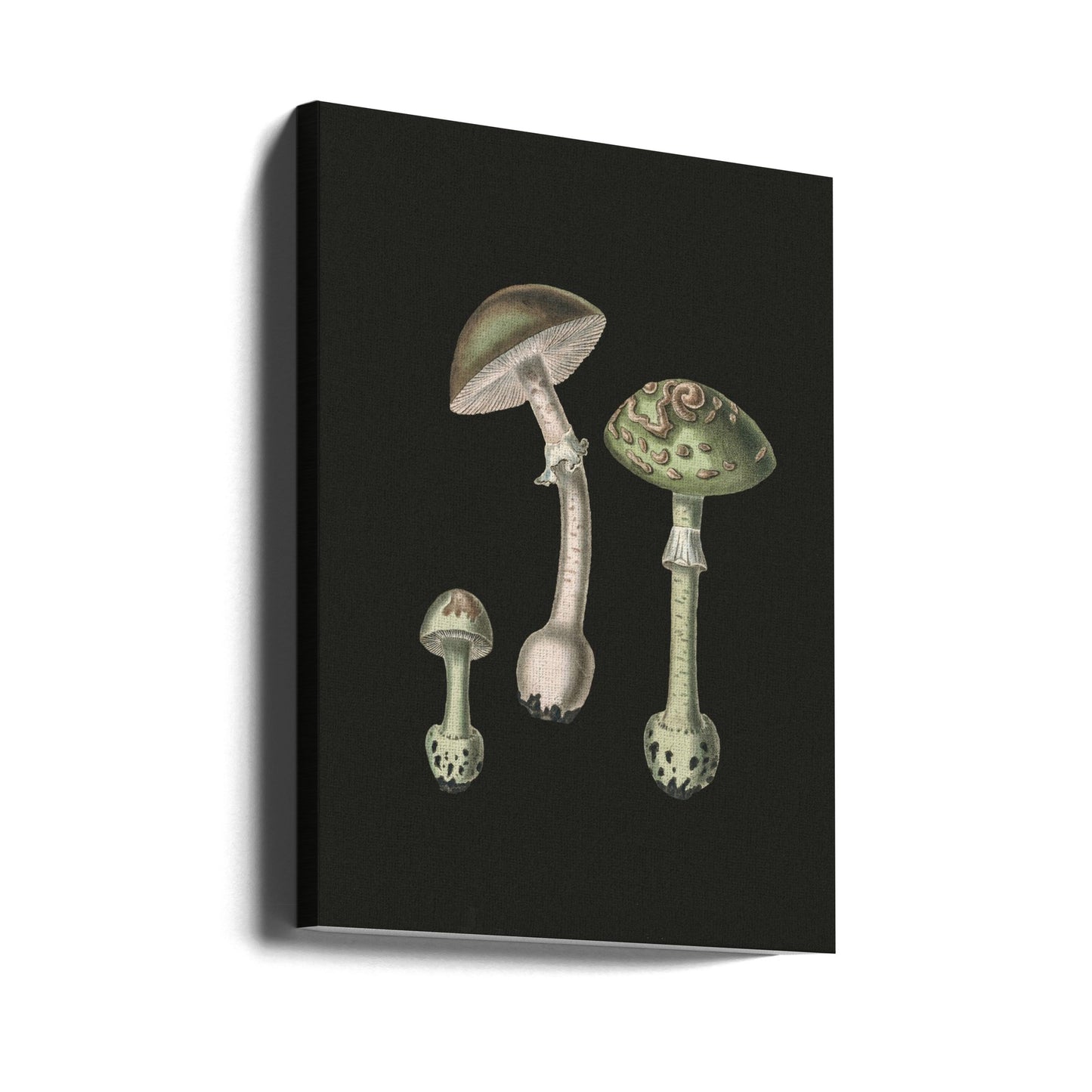 Amanita Muscaria Dark Background | Canvas