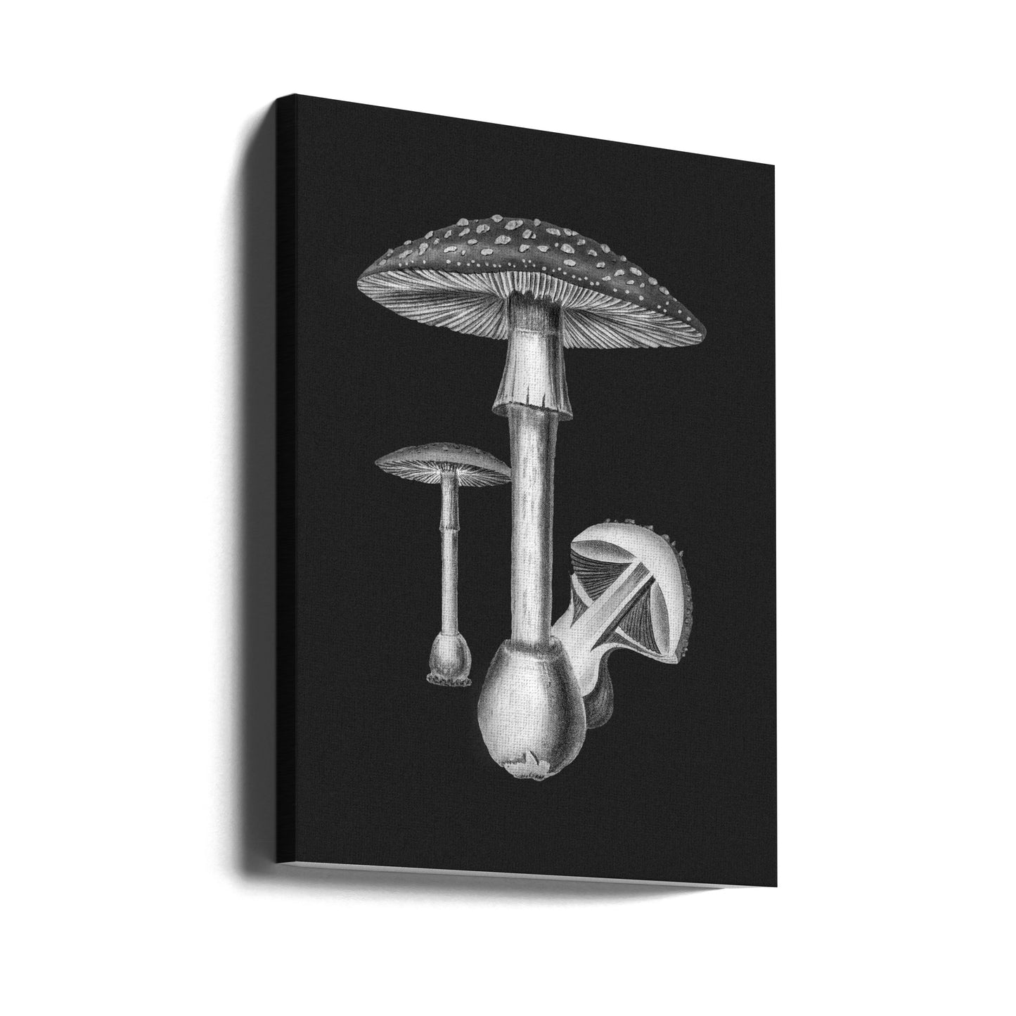 Amanita Muscaria Dark Background BW | Canvas