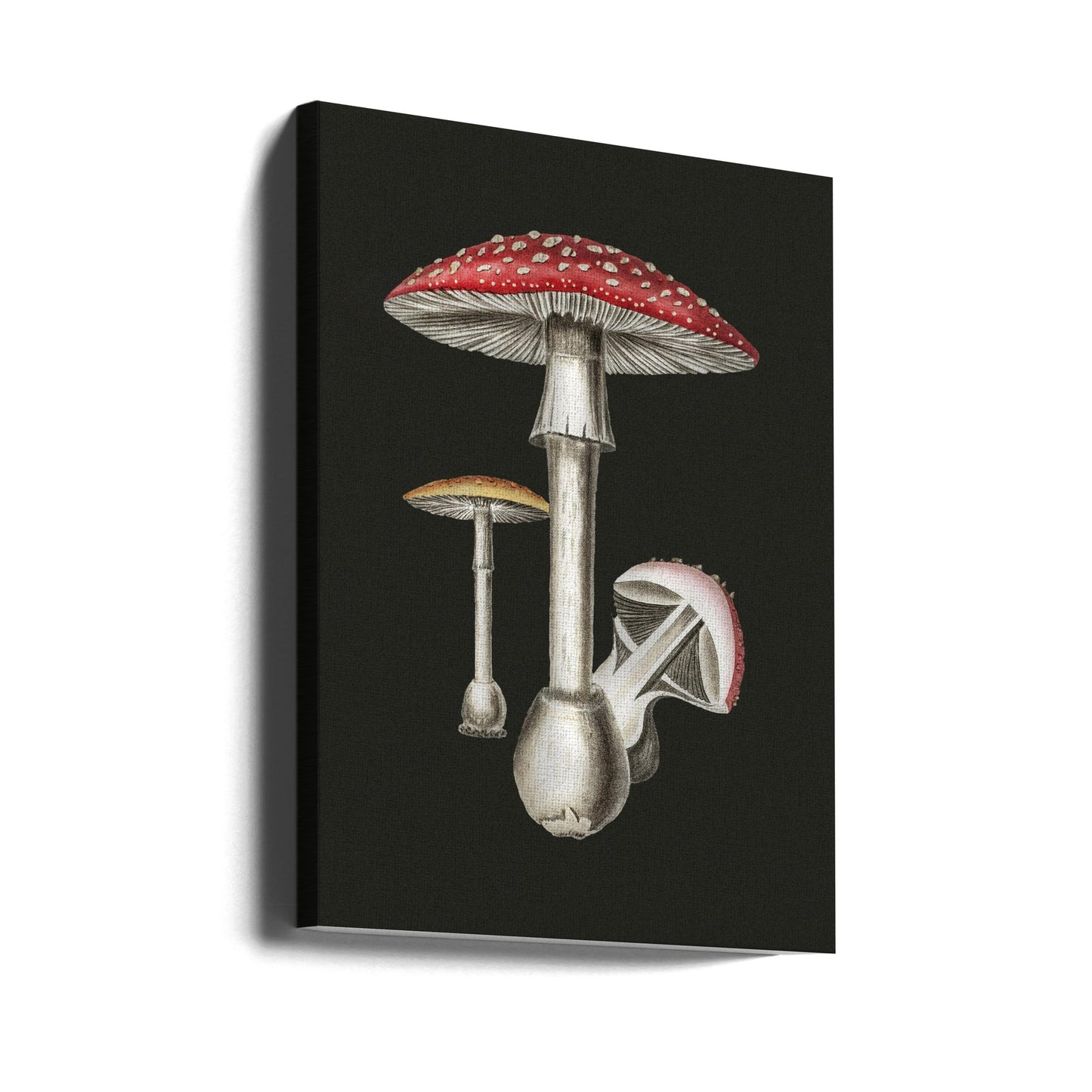 Amanita Muscaria Dark Background | Canvas