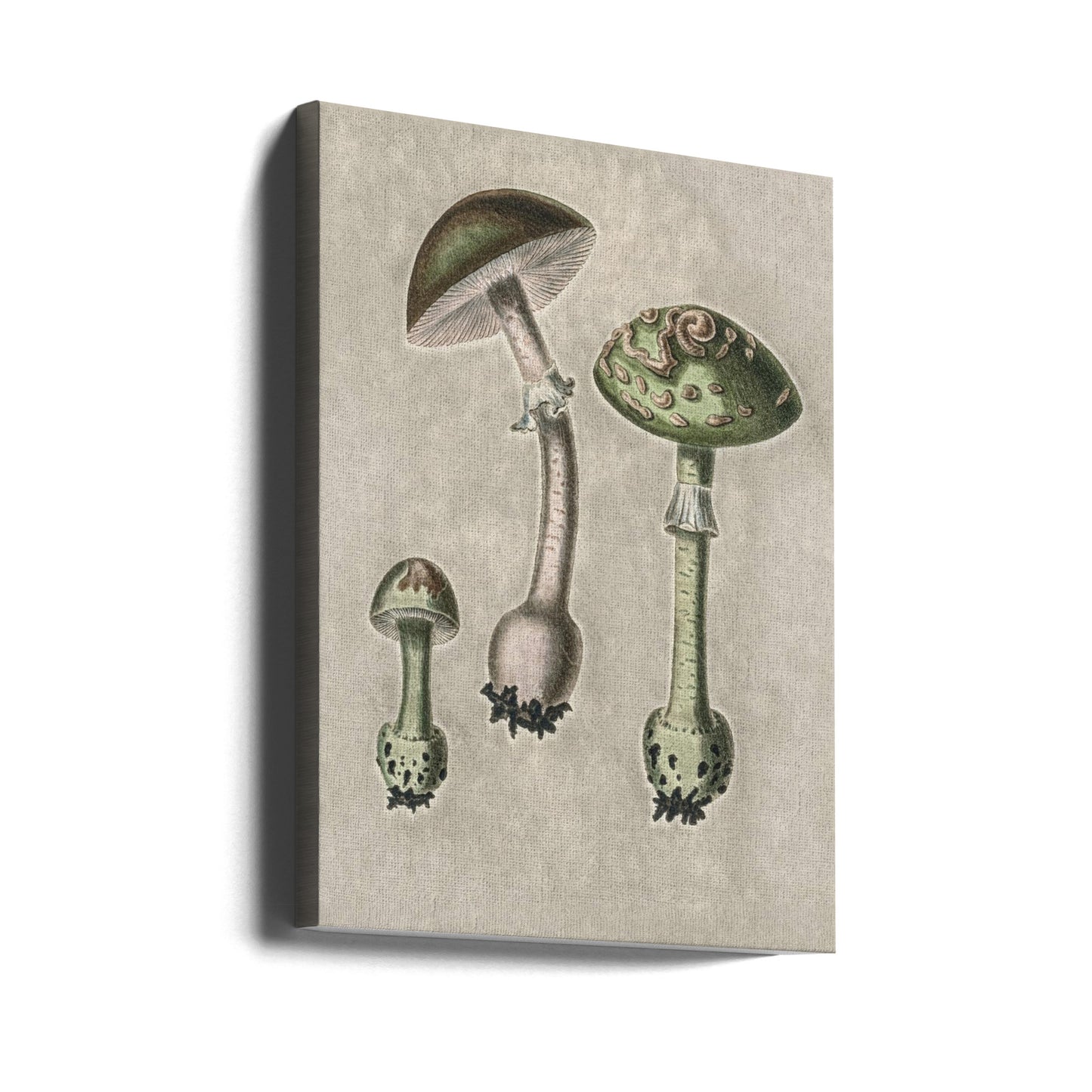 Amanita Muscaria Remix Green | Canvas