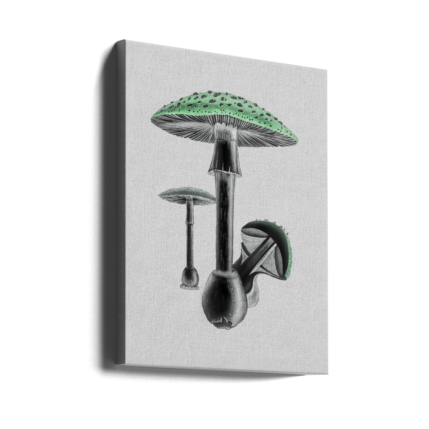 Amanita Muscaria White Background Green | Canvas