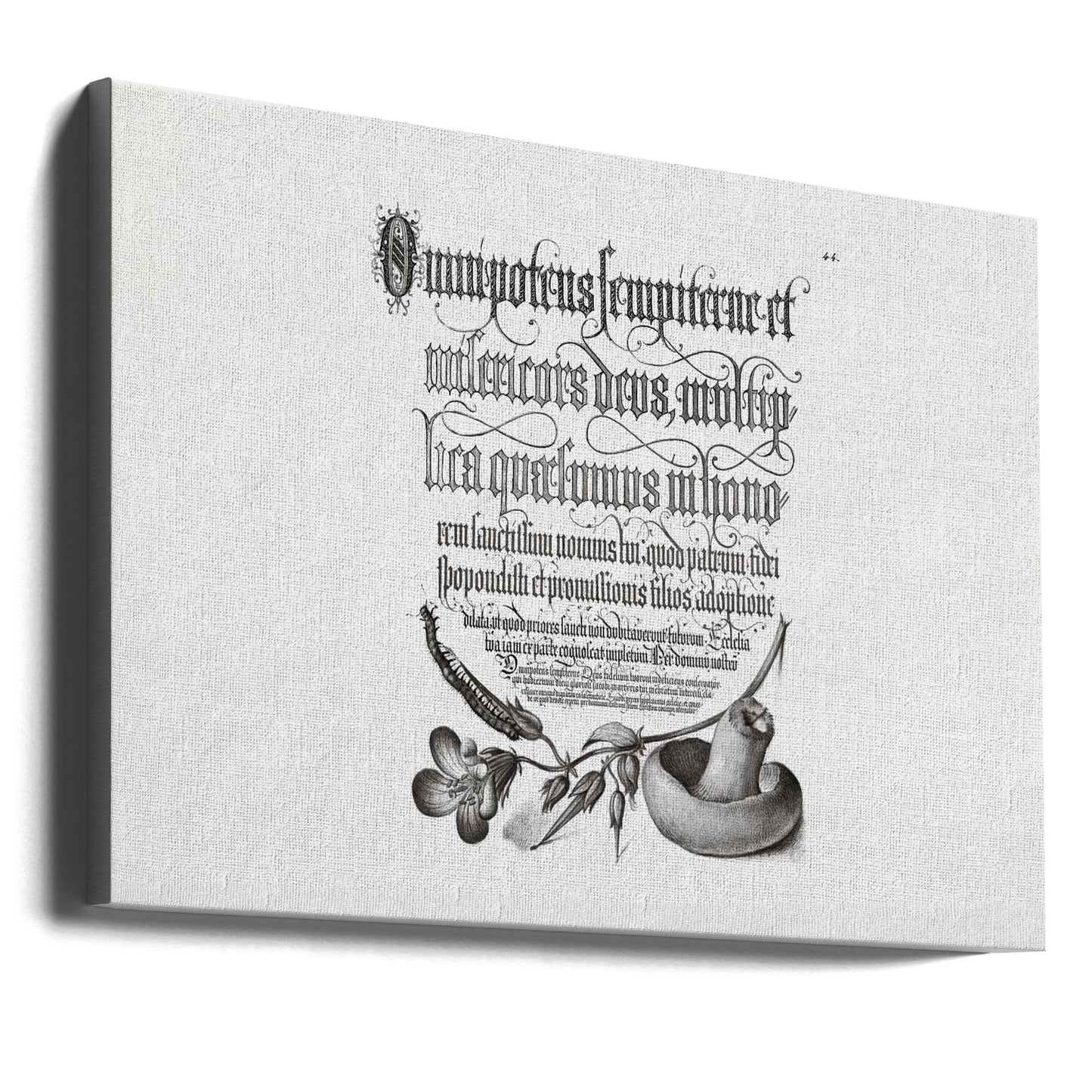 Tuhatjalkainen, metsäkurjenpolvi ja sieni Bw vaakasuorassa | Canvastaulut