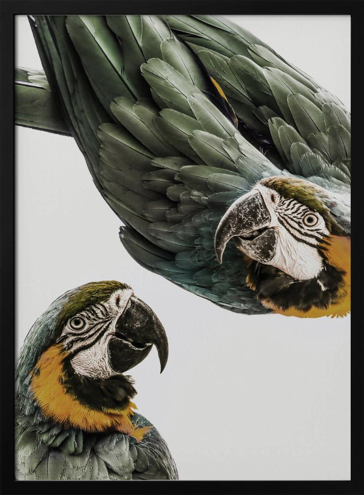 Amazonien | Poster