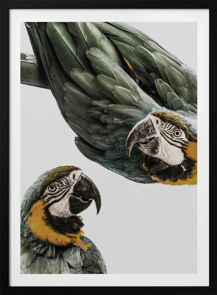 Amazonien | Poster