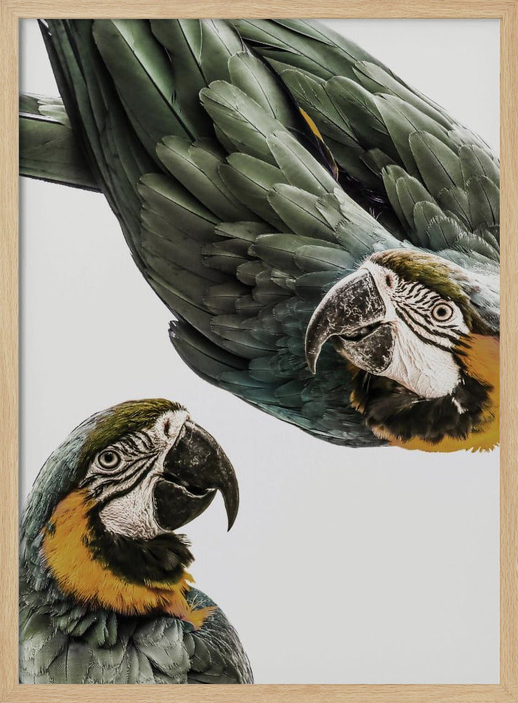 Amazonien | Poster