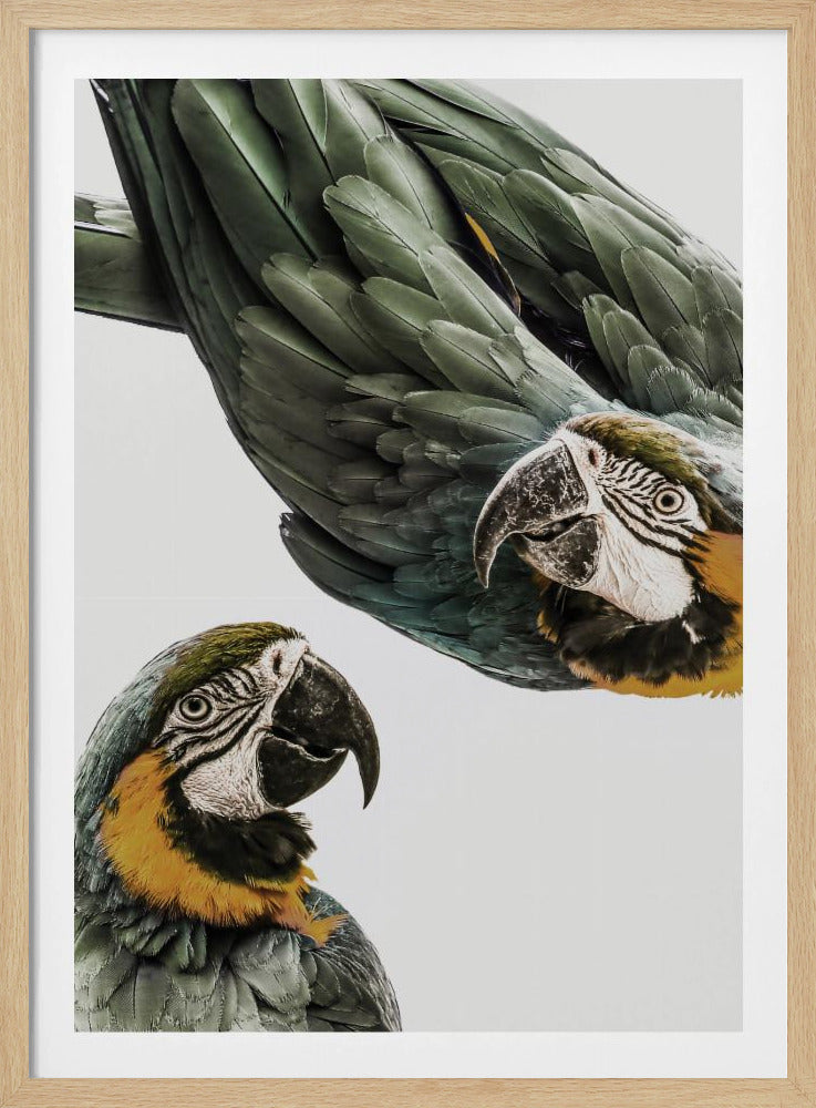 Amazonien | Poster