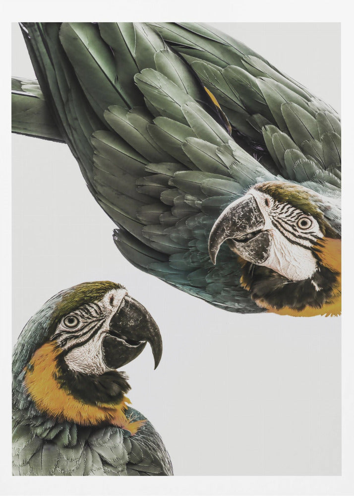 Amazonien | Poster