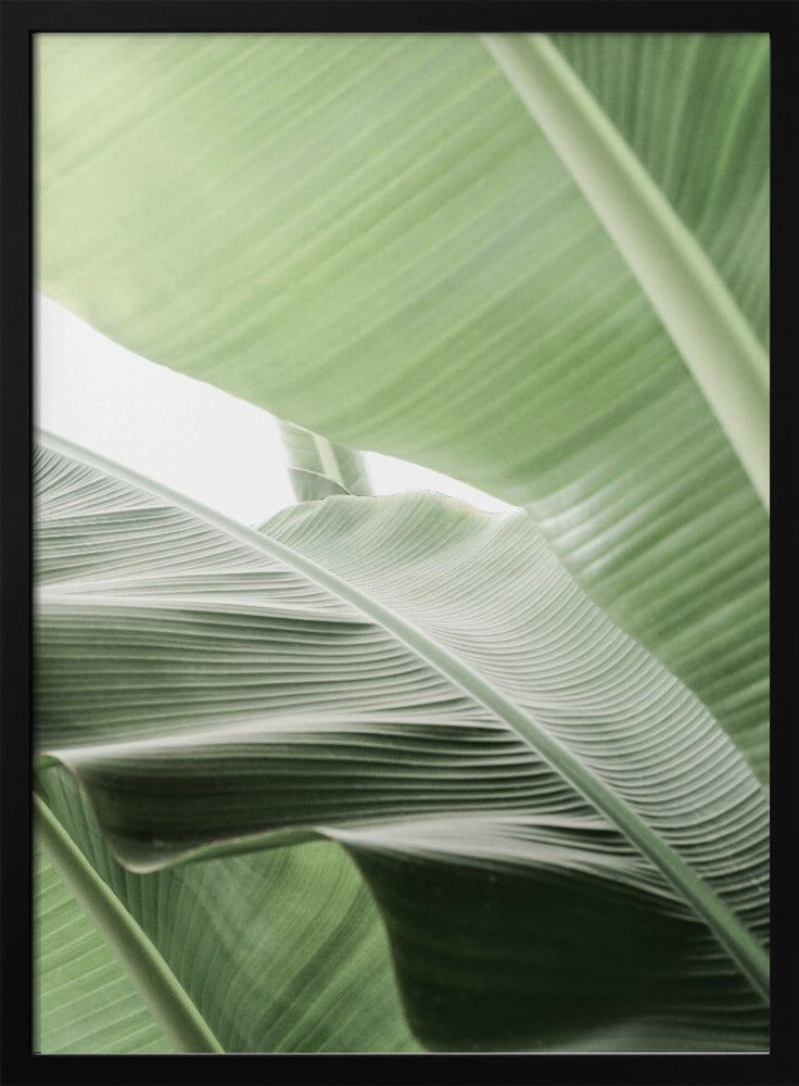 Leafy Serenity | Poster