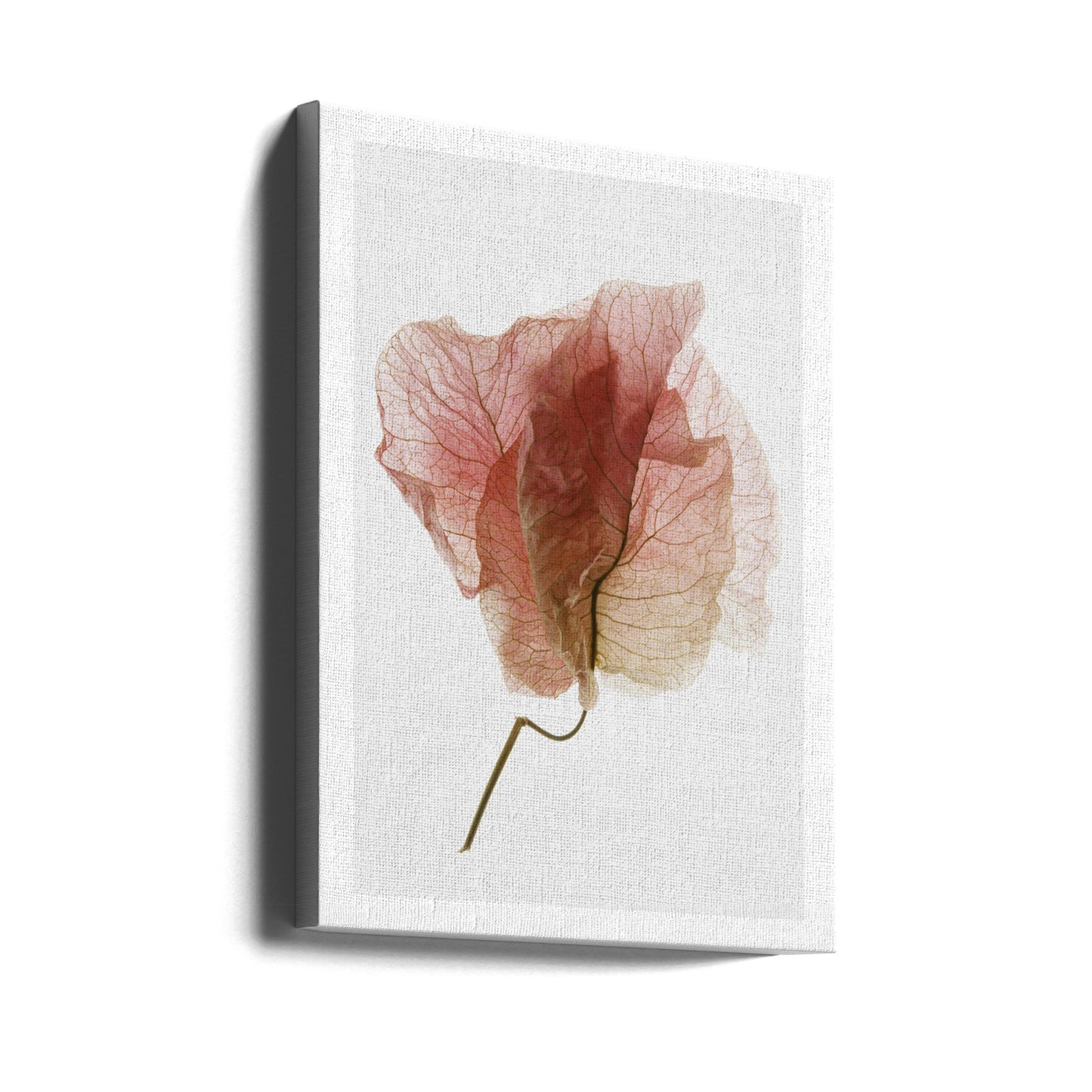 Bougainvillea-studie nr 4 | Canvas