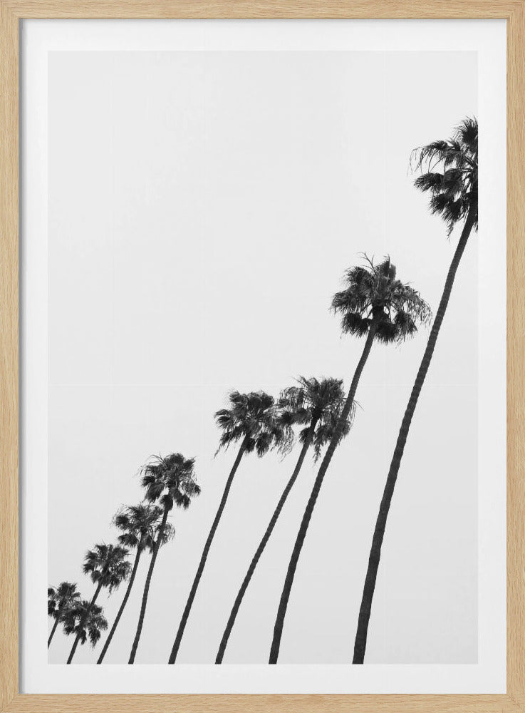 Tall Palm Parade | Poster