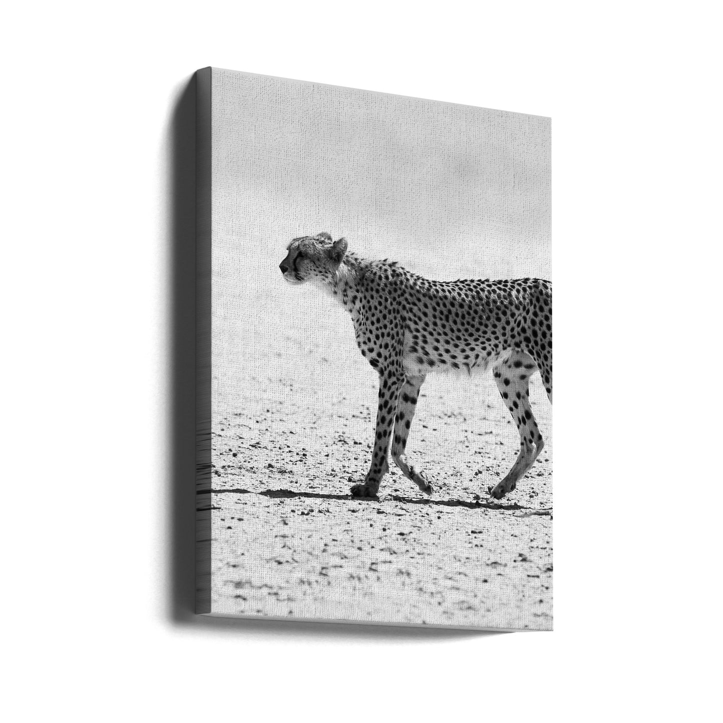 Cheetha | Canvas