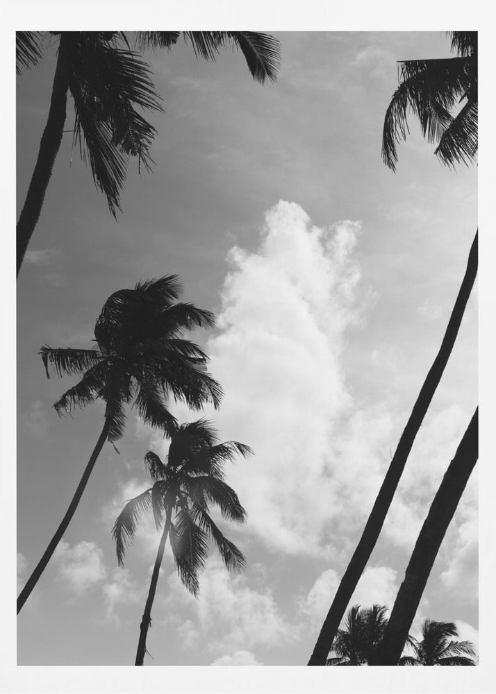 Silhouetted Palms | Poster