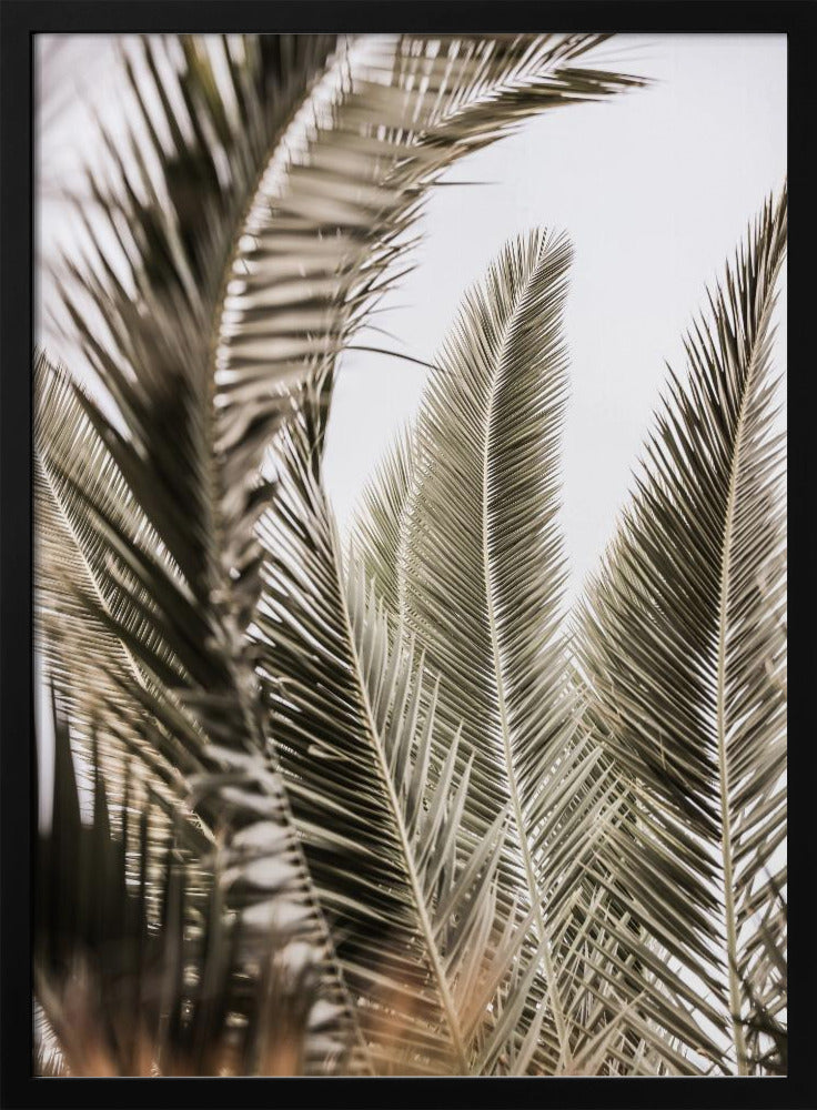 Palmengeflüster | Poster