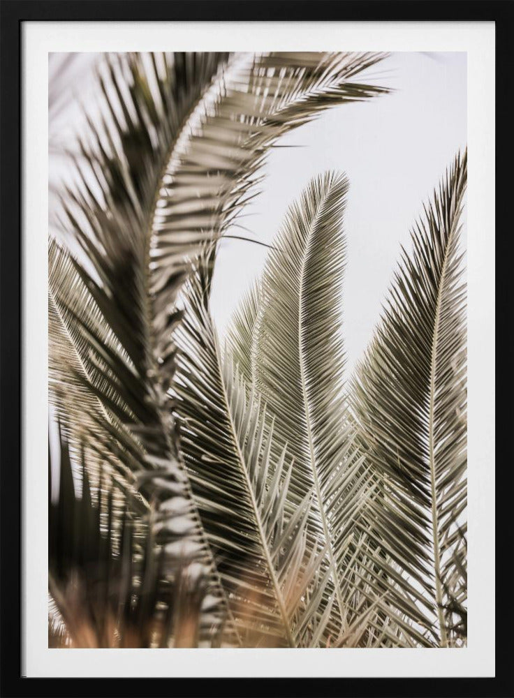 Palmengeflüster | Poster