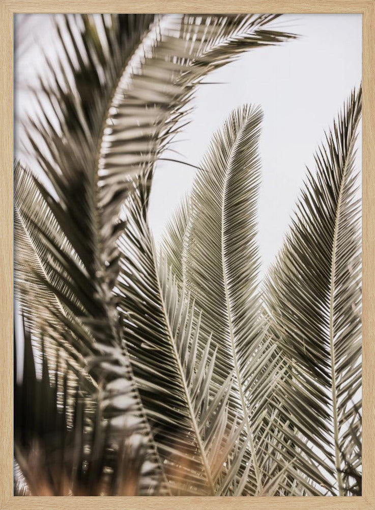 Palmengeflüster | Poster