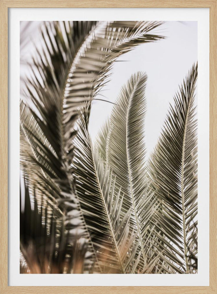 Palmengeflüster | Poster