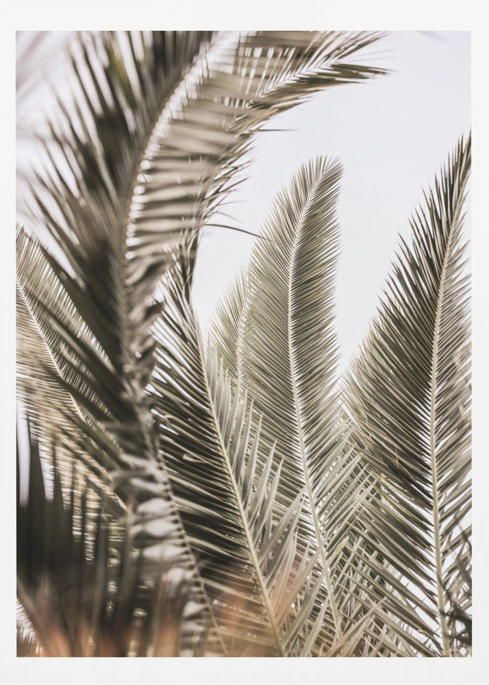 Palmengeflüster | Poster