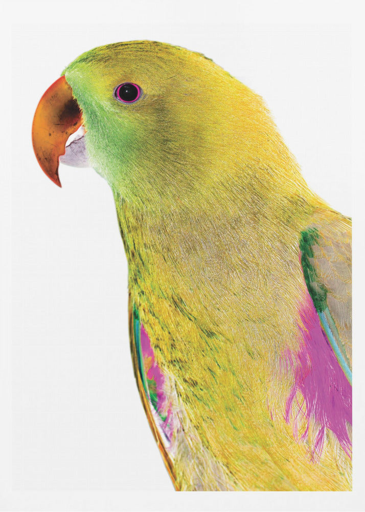 Lebendiges Papageienprofil | Poster
