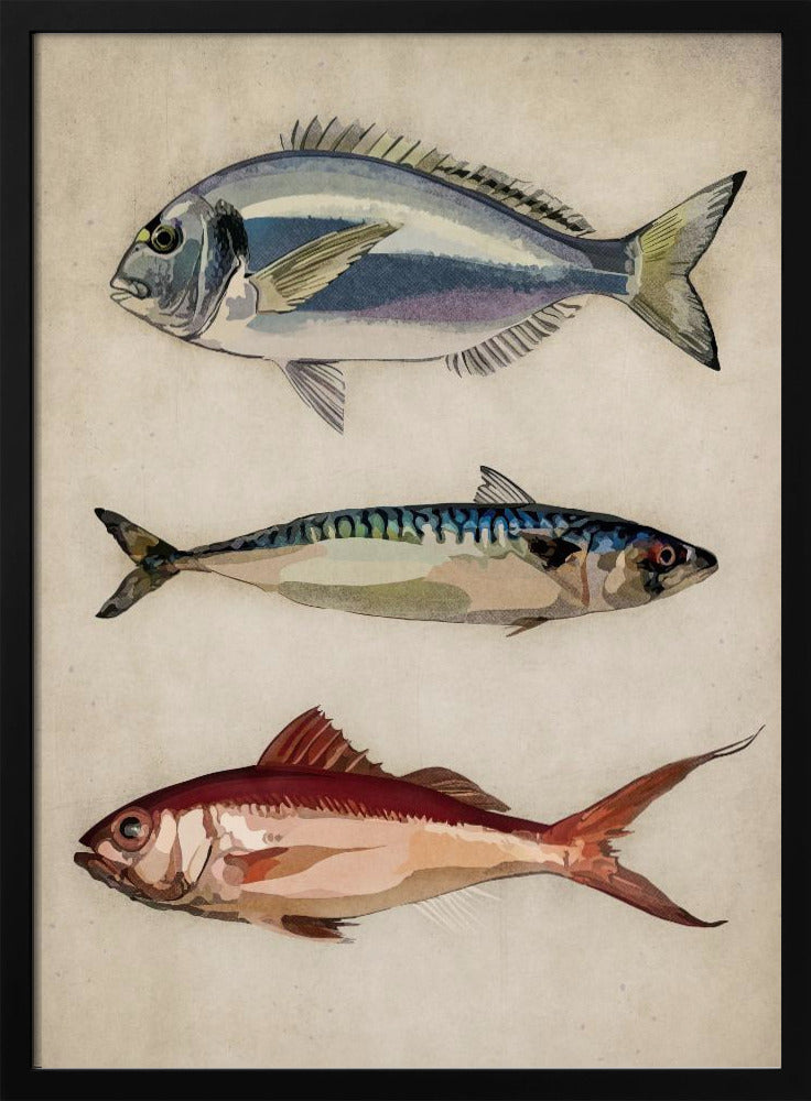 01 Deniz Baliklari Copy | Affisch