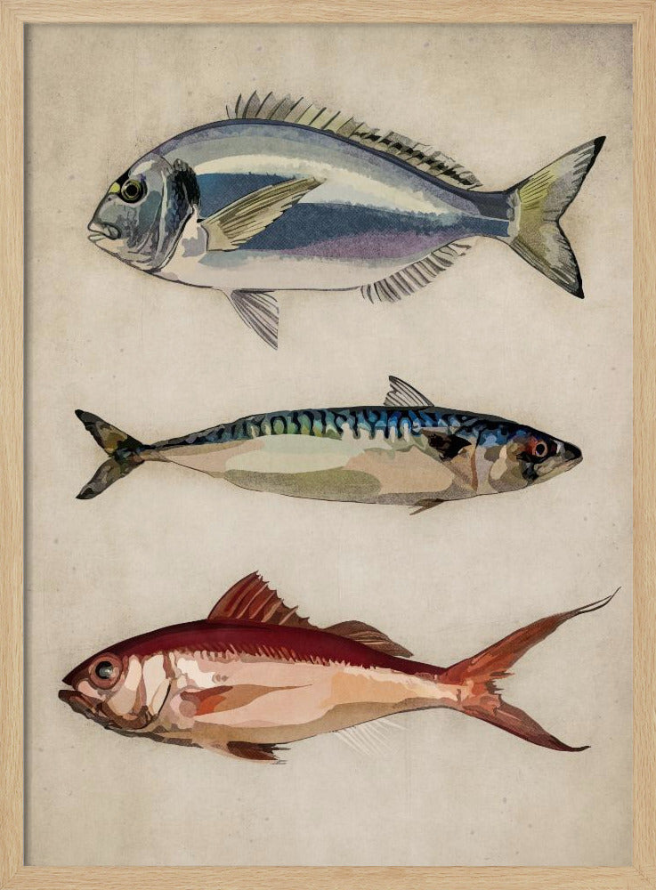 01 Deniz Baliklari Copy | Affisch