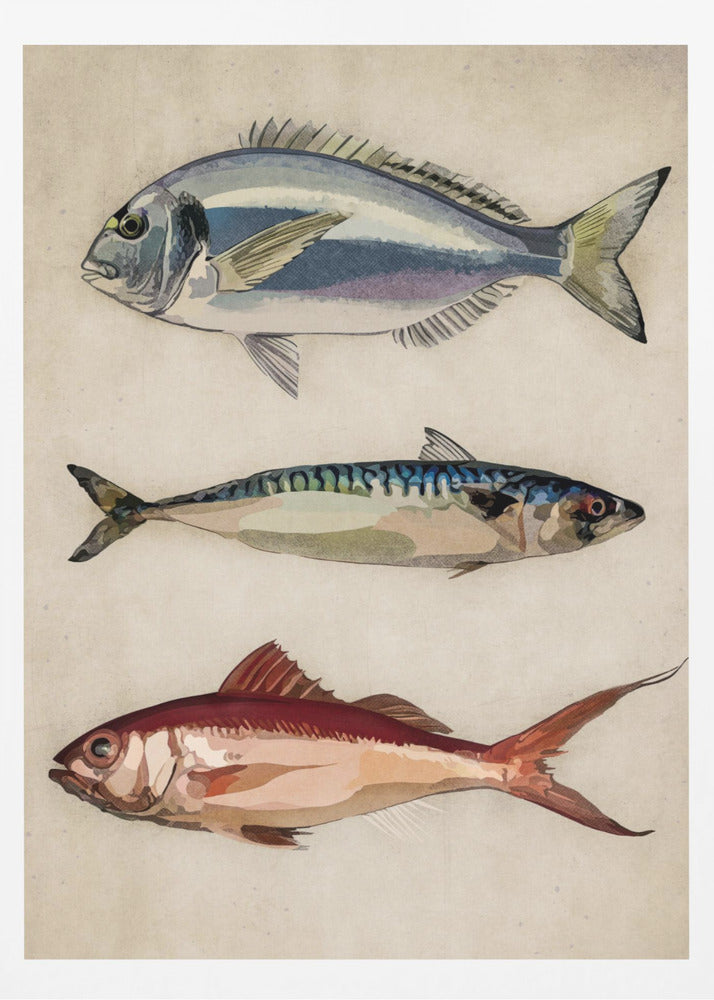 01 Deniz Baliklari Copy | Affisch