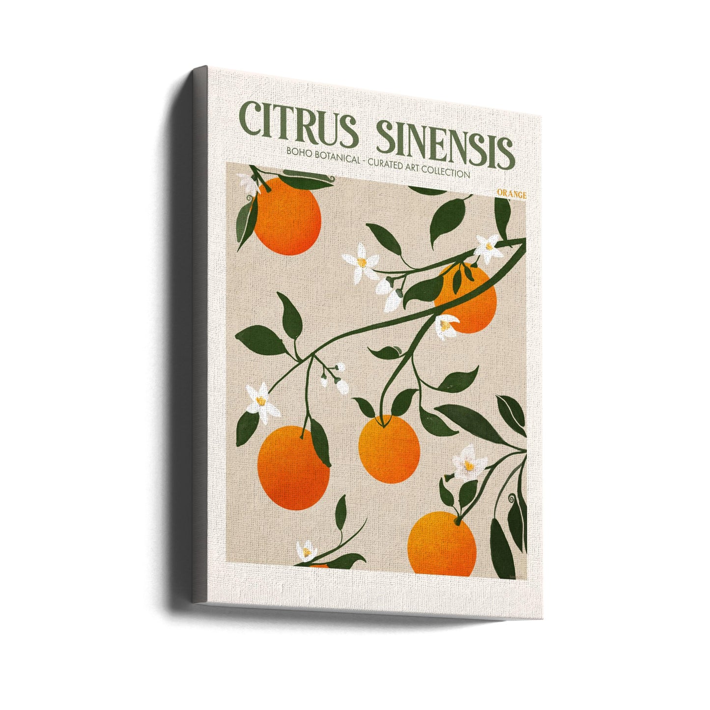 Citrus Sinensis – Orange | Leinwand-Bilder