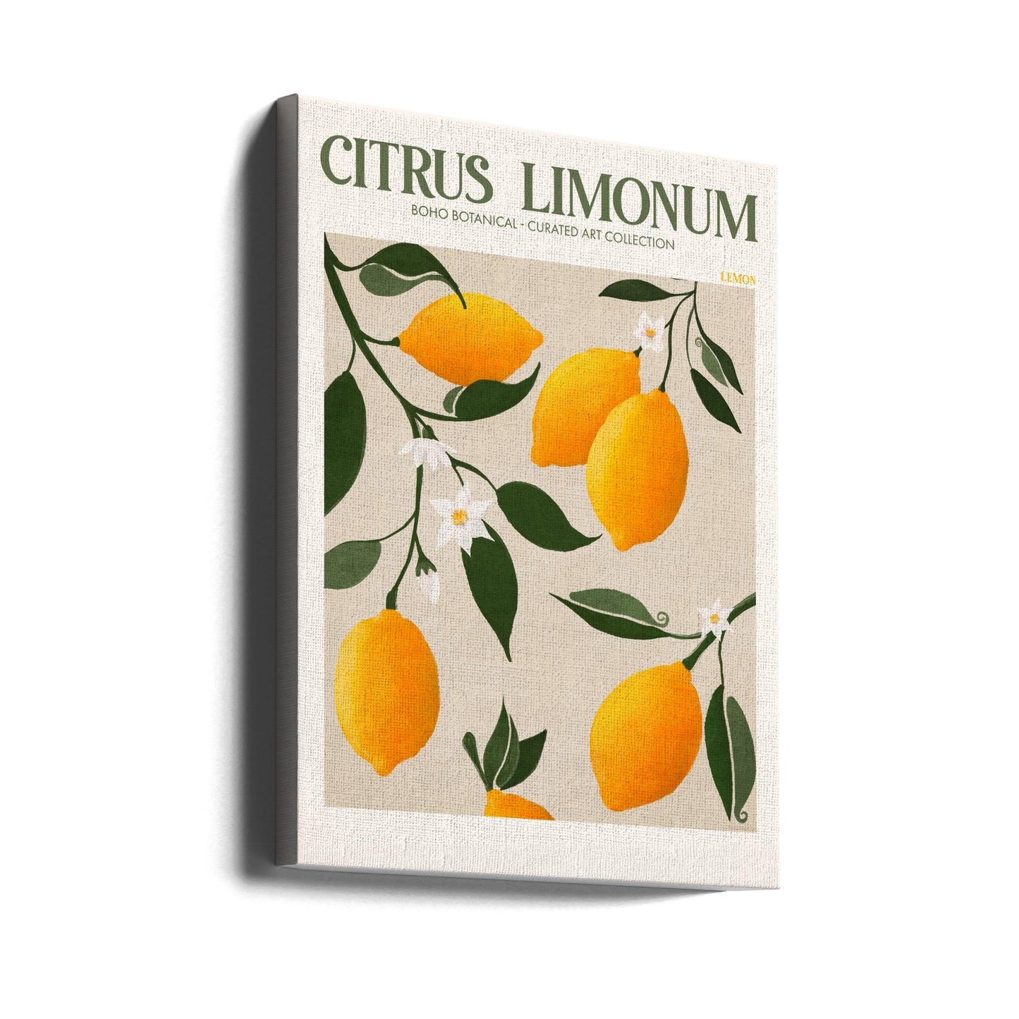 Citrus Limonum – Zitrone | Leinwand-Bilder