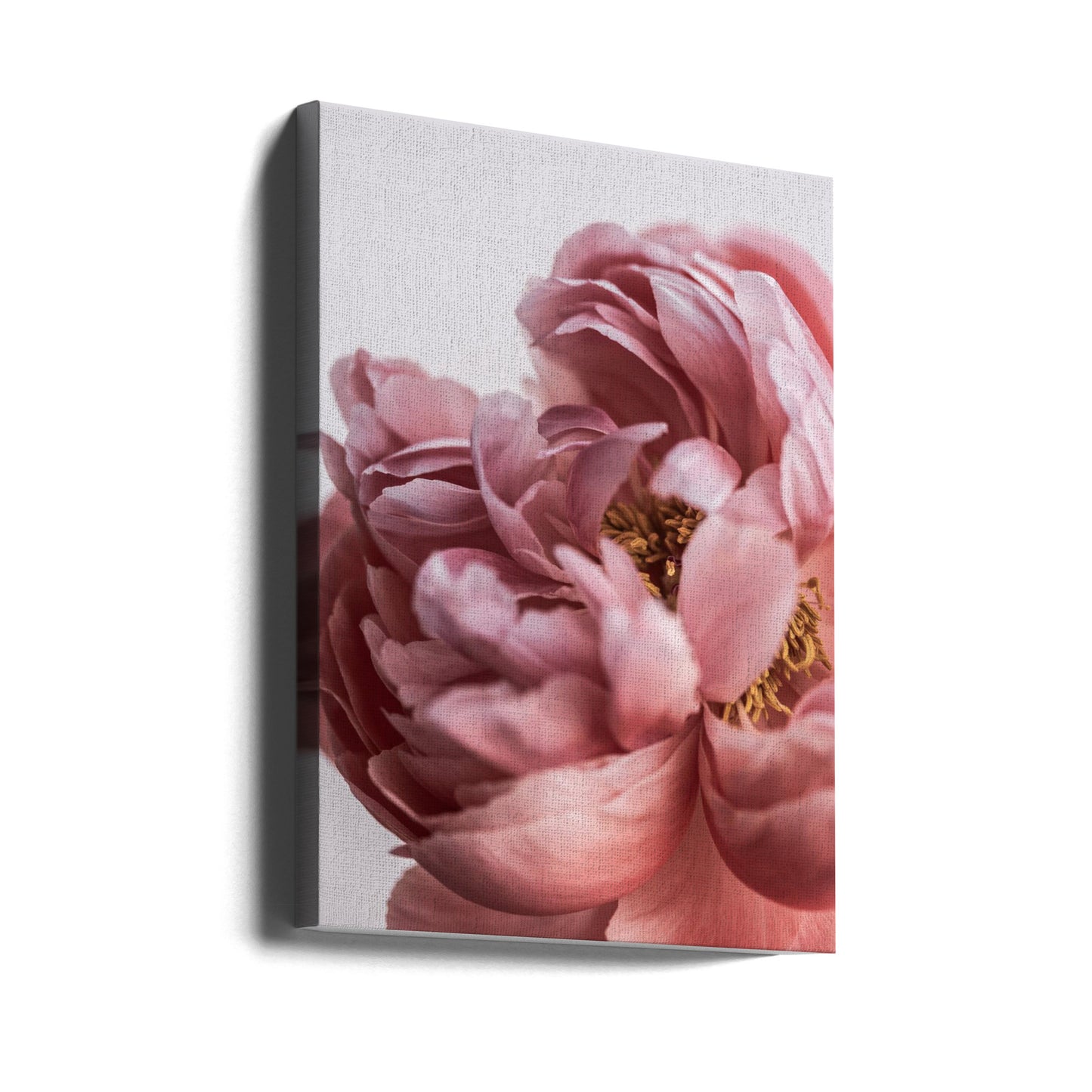 Pivoine | Tableaux sur Toile