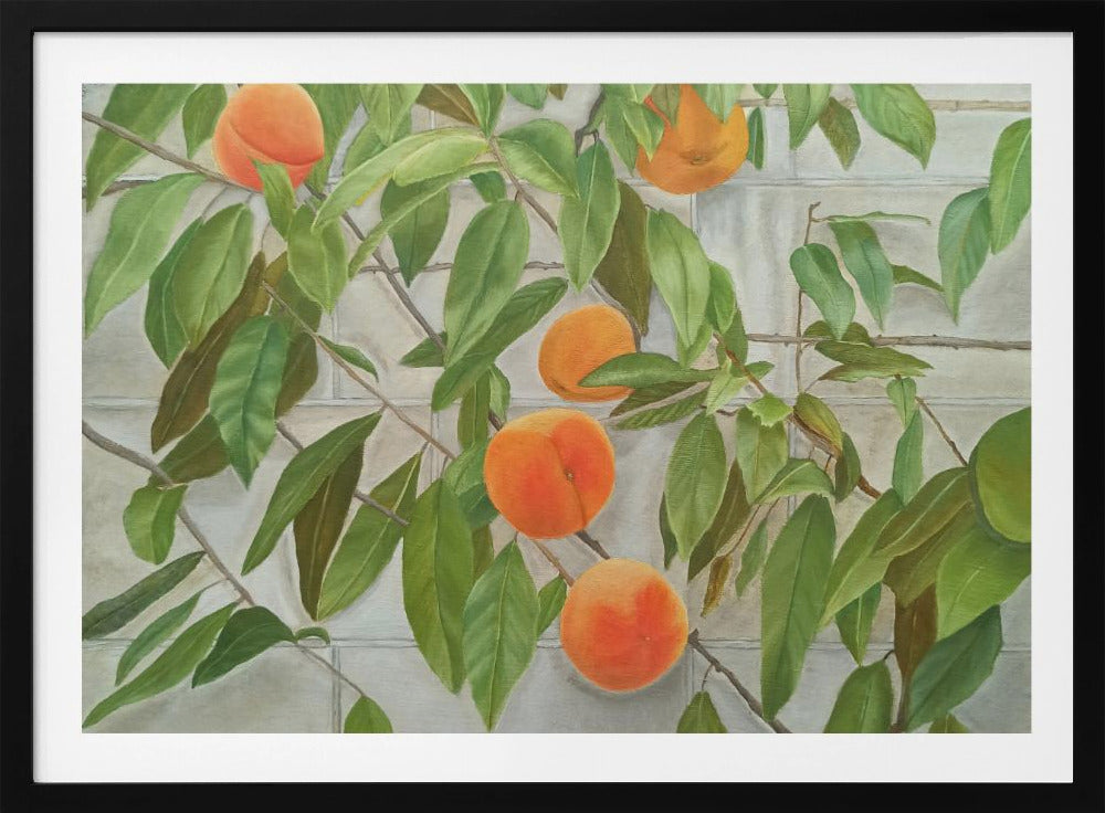 Persikat | Julisteet - Taidevedokset