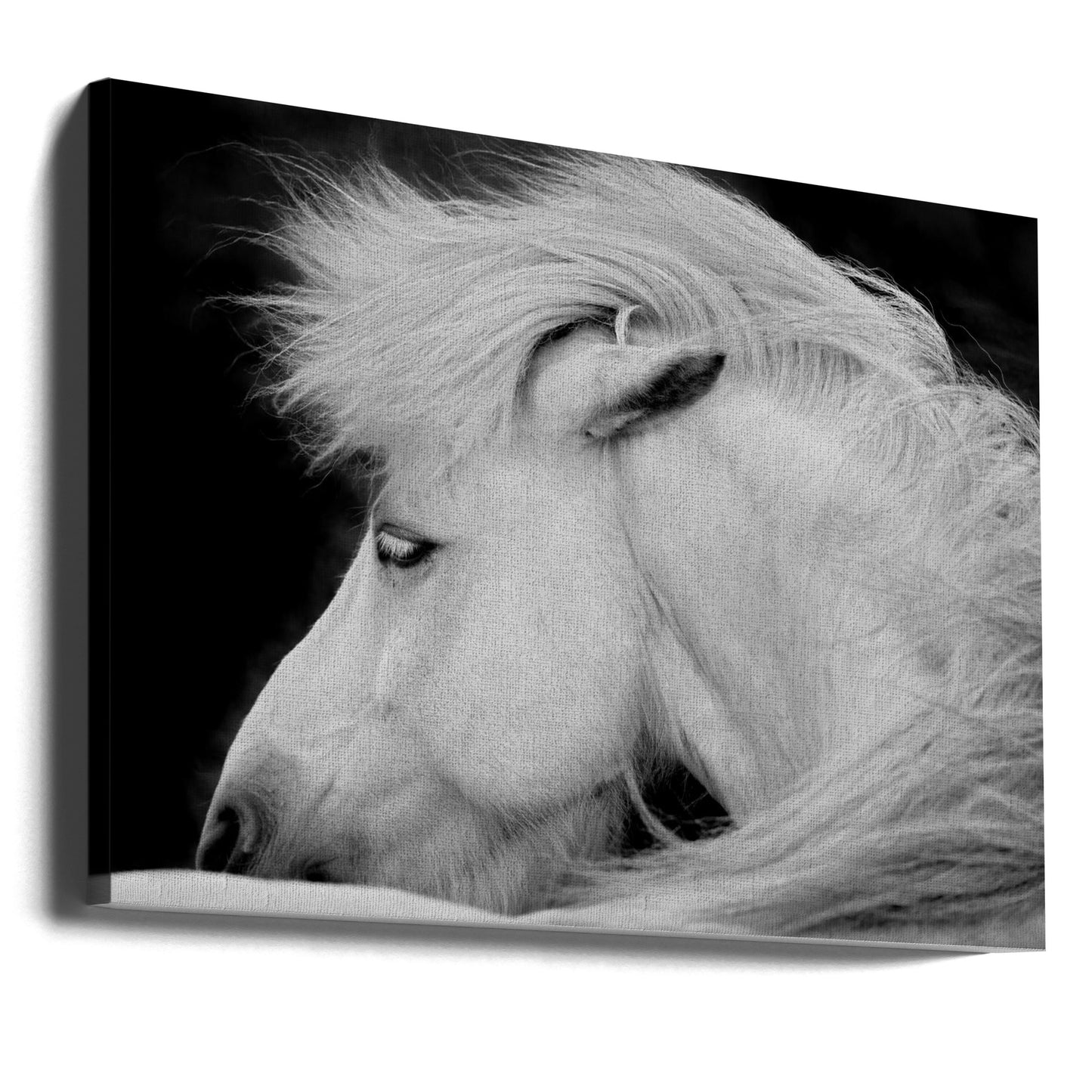 Höre dem Wind | Leinwand-Bilder