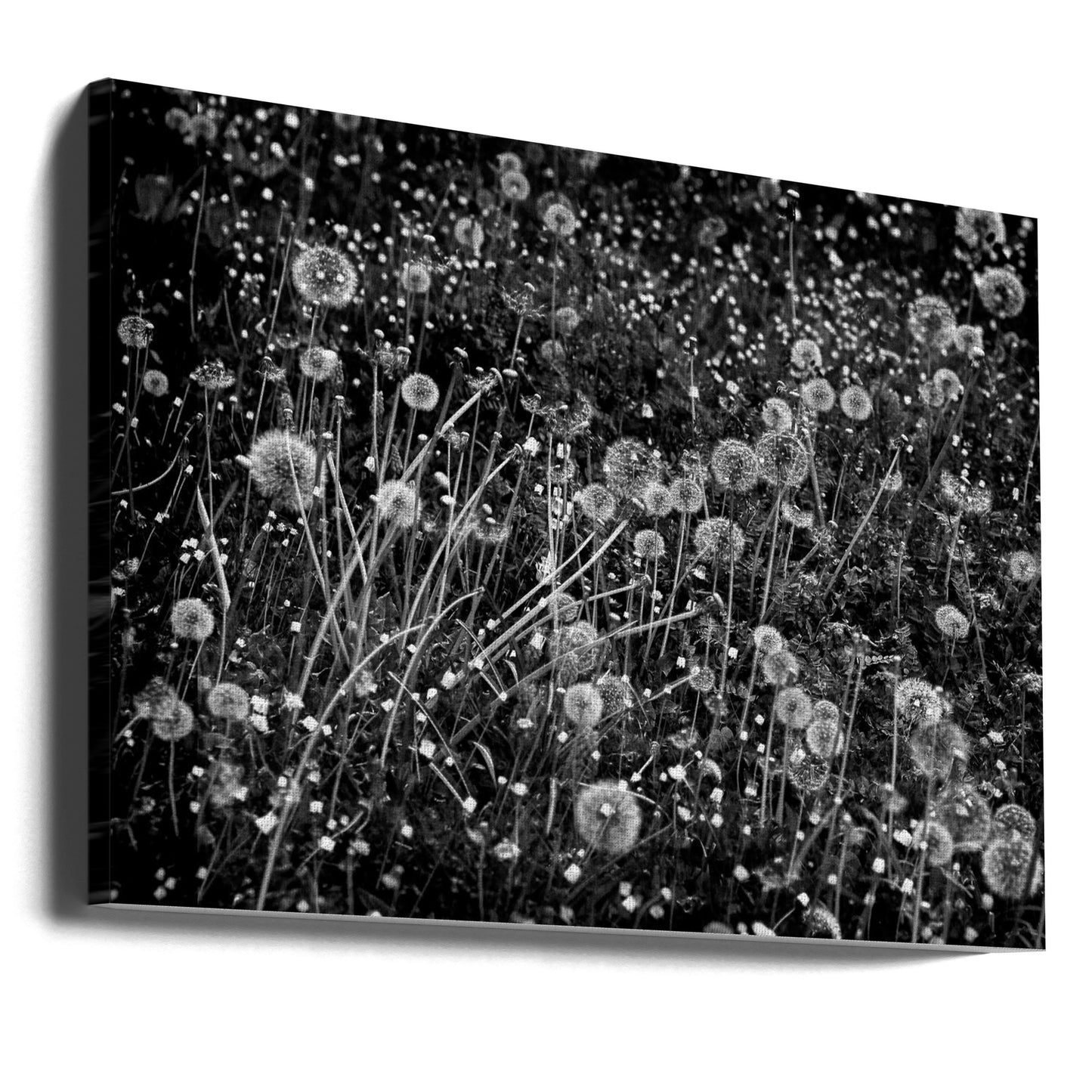 El campo de dientes de león | Impresiones en Lienzo