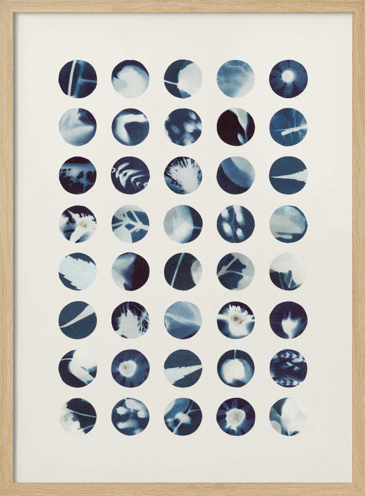 Botanische Cyanotypien | Poster