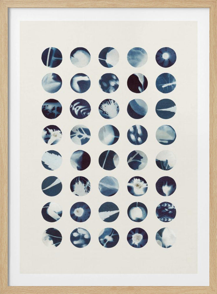 Botanische Cyanotypien | Poster