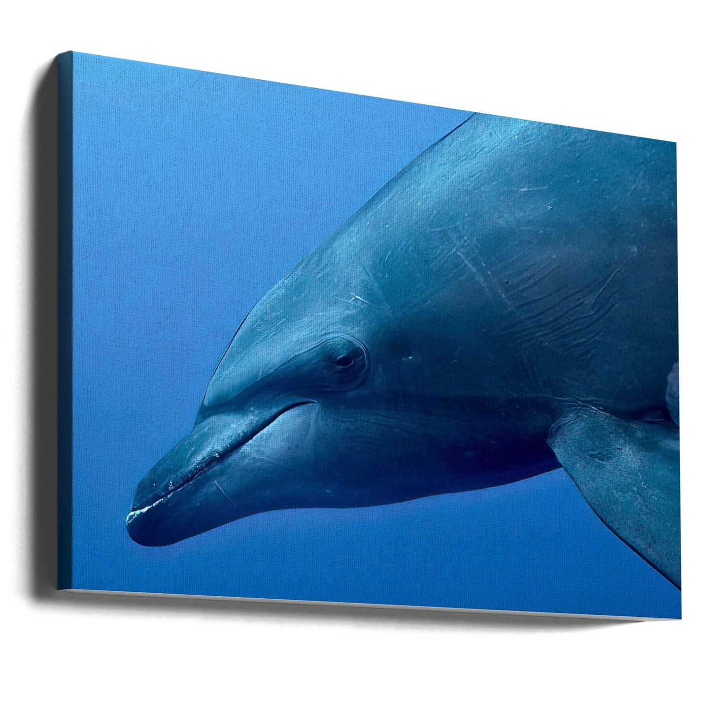 Portrait de Tursiop | Tableaux sur Toile