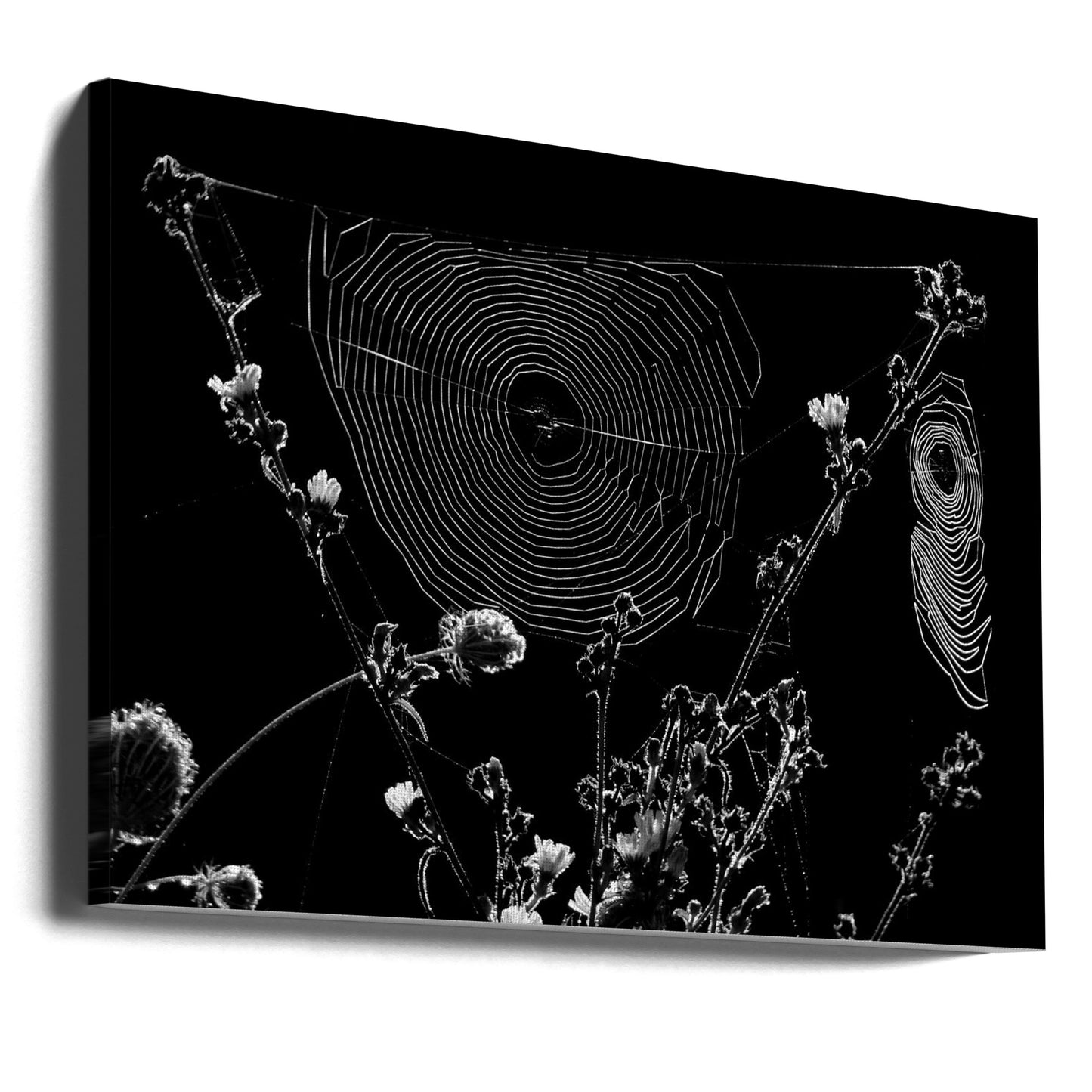 Telarañas Impresiones en Lienzo
