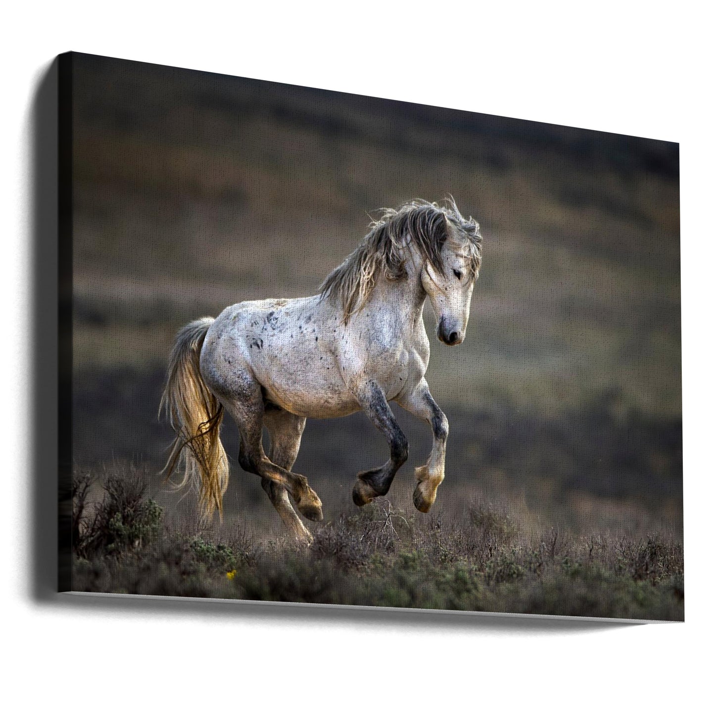 Mustang, Dziki Koń / Equus ferus caballus | Wydruki na łótnie