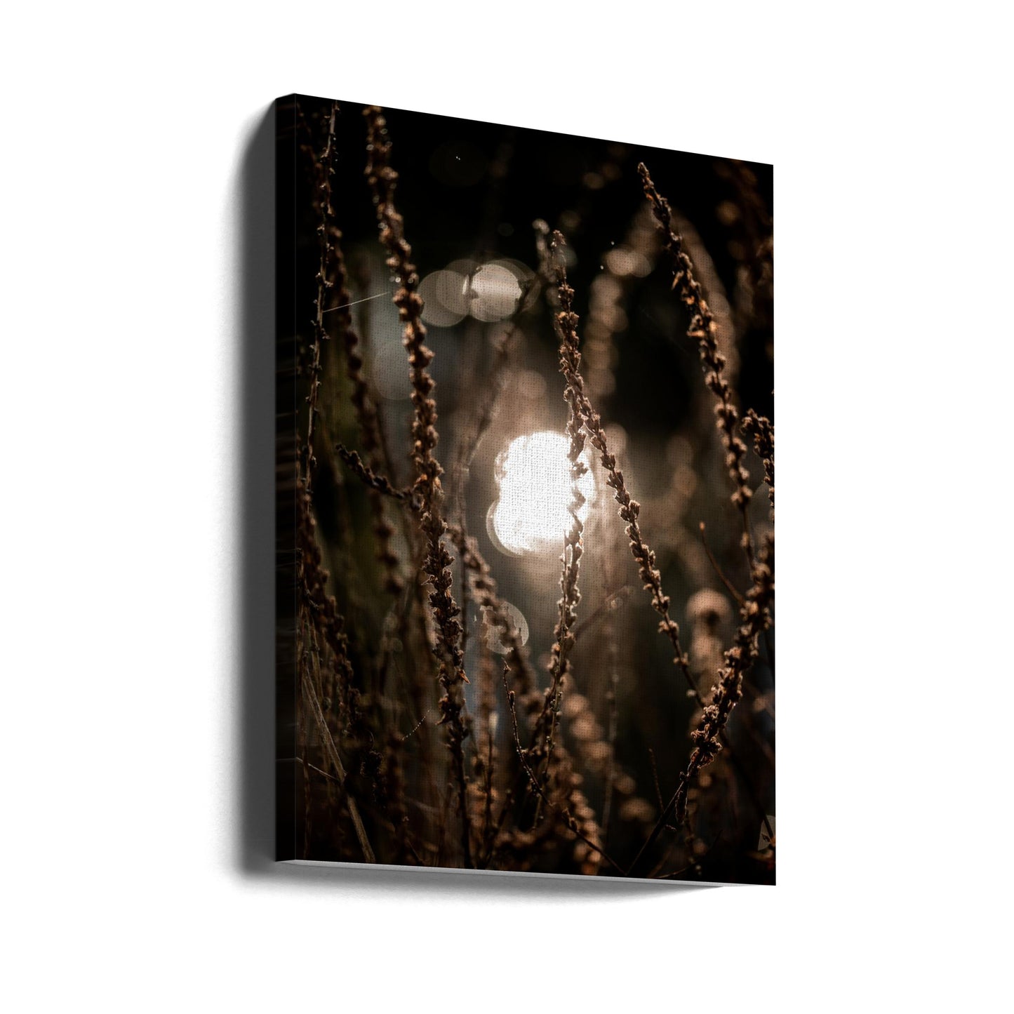 Luci d'autunno 2 | Stampe su Tela