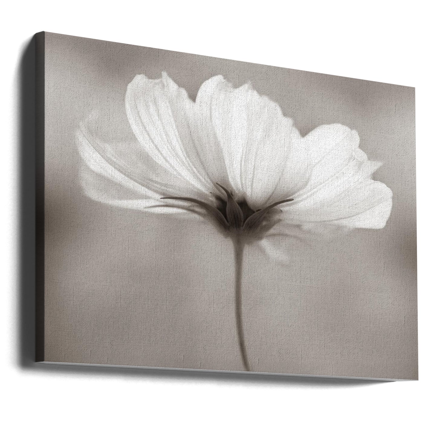 Cosmos | Canvas