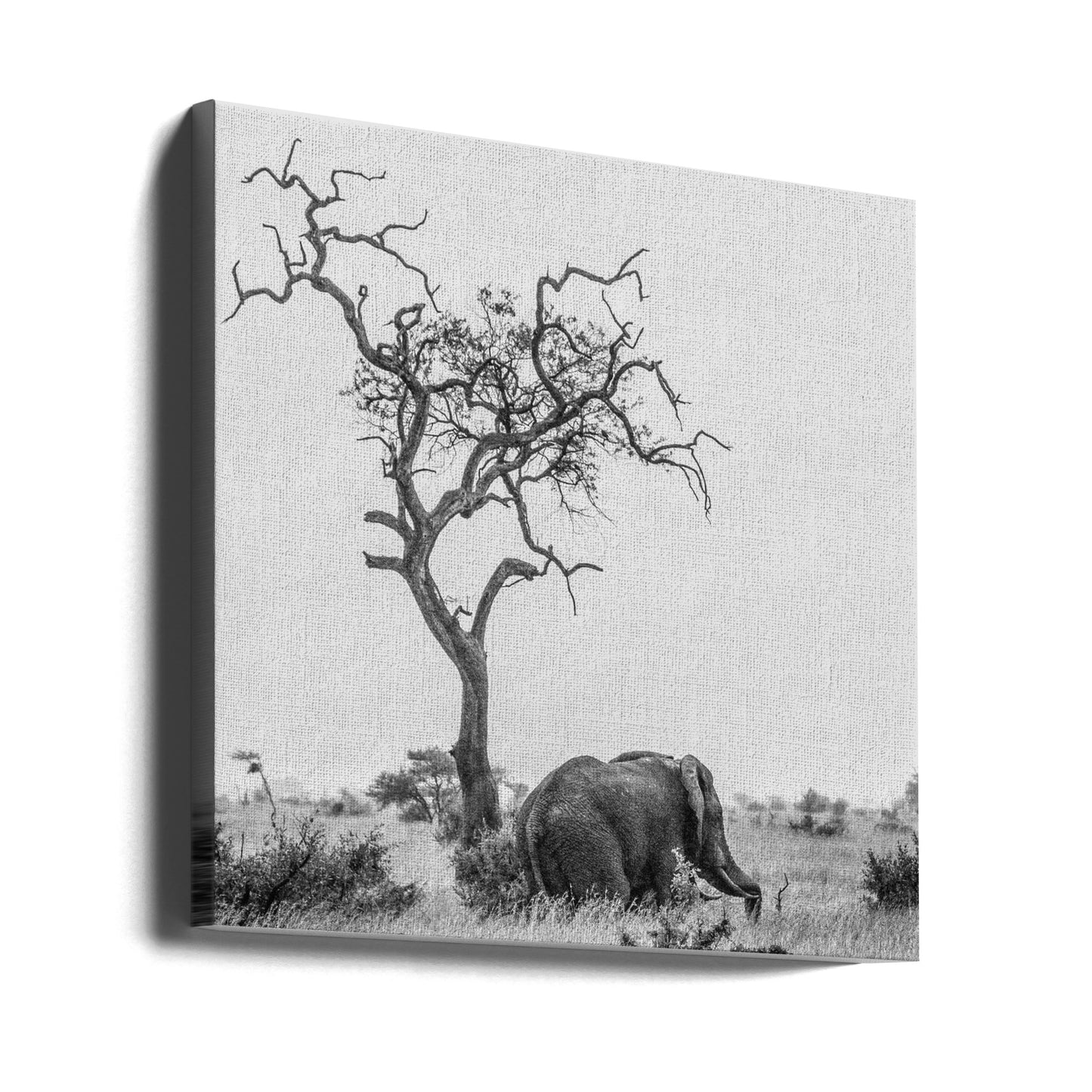 Drzewo i słoń | Wydruki na łótnie