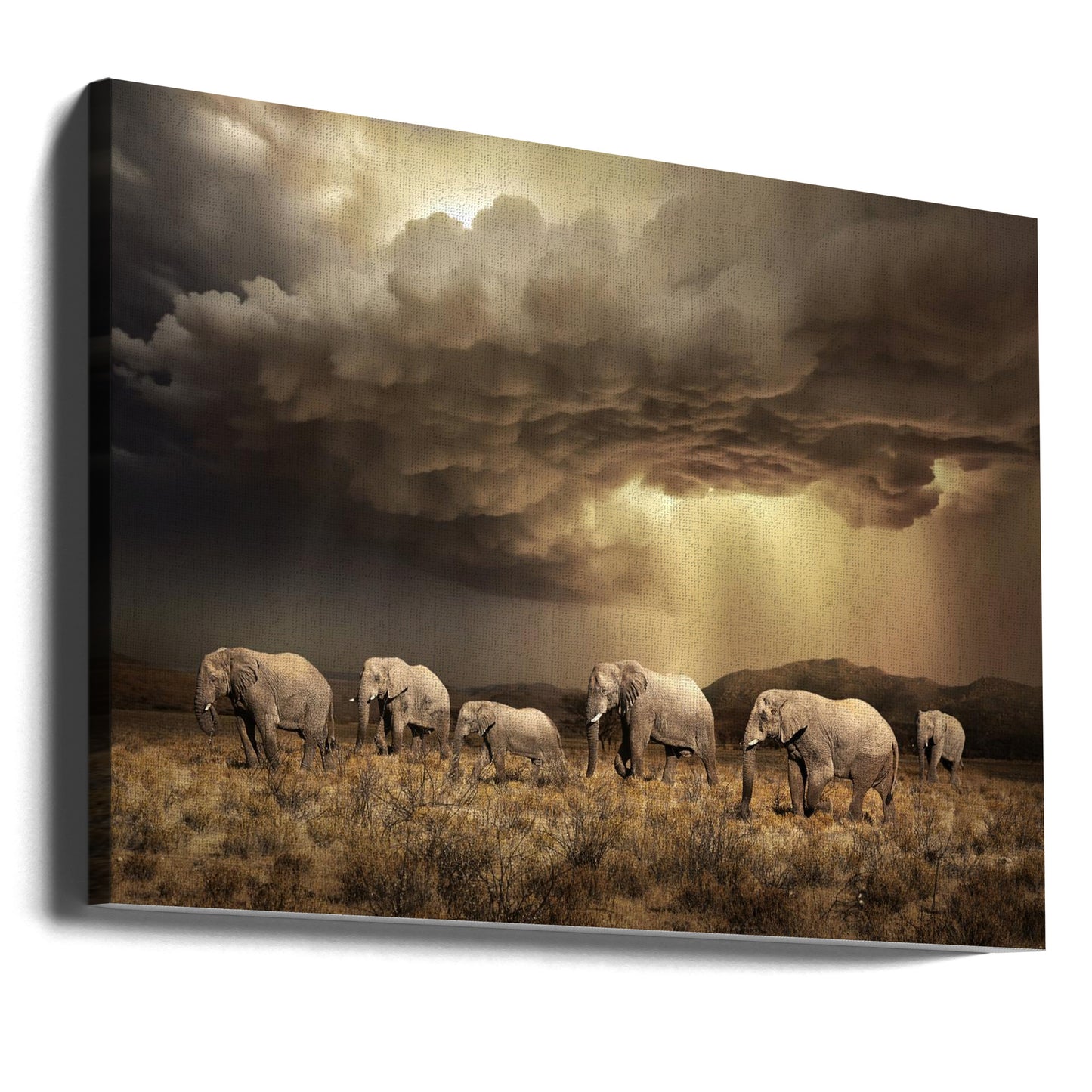 Elefantes libres | Impresiones en Lienzo